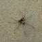Huntsman spider
