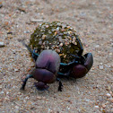 Dung Beetle