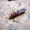 Stonefly