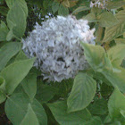 Bigleaf Hydrangea