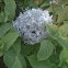 Bigleaf Hydrangea