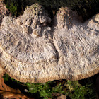 Walled Maze Polypore