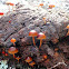 Psilocybe des merdes