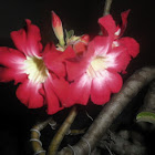 Red adenium