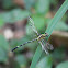 Lemon-tipped Hunter (male)