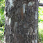 Sycamore