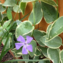 Variegated Common Periwinkle