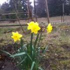 Daffodil 