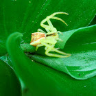 Trapezia Crab Spider