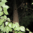 Flying Squirrel