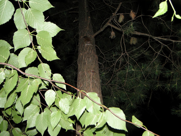 Spotting Image 1