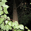 Flying Squirrel