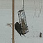 Yellow-bellied Sapsucker