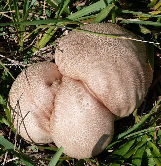 Spotting Image 1