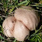Mosaic puffball