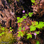 Herb-robert