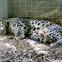 Clouded Leopard