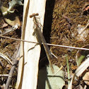White-legged damselfly