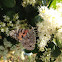 Painted Lady