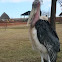 Marabou Stork