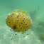 Mediterranean jelly or fried egg jellyfish/ medusa huevo frito o del Mediterráneo. 