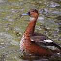 Rosy-billed Pochard