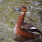 Rosy-billed Pochard