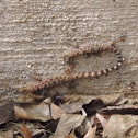 Mediterranean Gecko