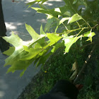 Pin oak