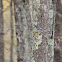 Myrtle Warbler
