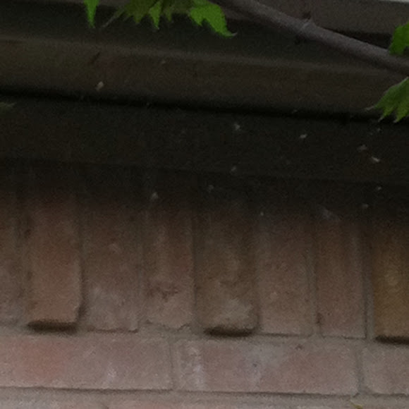 Spotting Image 1