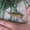 Slug