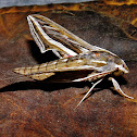 Privet Hawk Moth