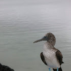 Blue footed booby