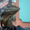 Lizard