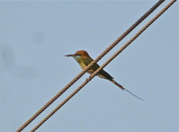 Spotting Image 1