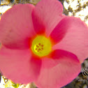 Sorrel