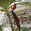 Giant Click Beetle