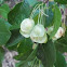 California Hop Tree