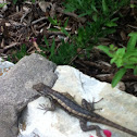 Western fence lizard