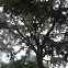 Oak Tree