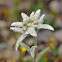 Edelweiss