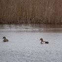 Red-crested Pochard