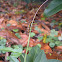 Gulf Fritillary Caterpillar