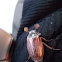 Ten-lined June beetle
