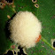Fuzzy Oak Gall