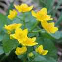 marsh marigold