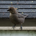 Brown-headed Cowbird