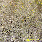 Sweetbush