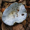 Hongo azul lechoso, Indigo milk cap